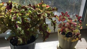 Колеусы Очаровашка, Пестрая шаль и Рыбья косточка(Bone Fish)