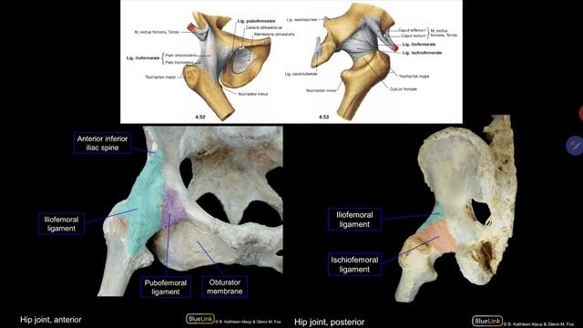 Praktikum Anatomi Blok 3 - Membrum Inferius 1 смотреть онлайн