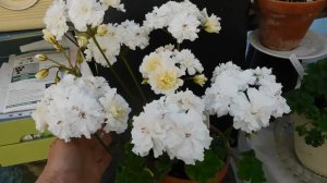 'Rushmoor Rhone ' Zonartic pelargoniums.