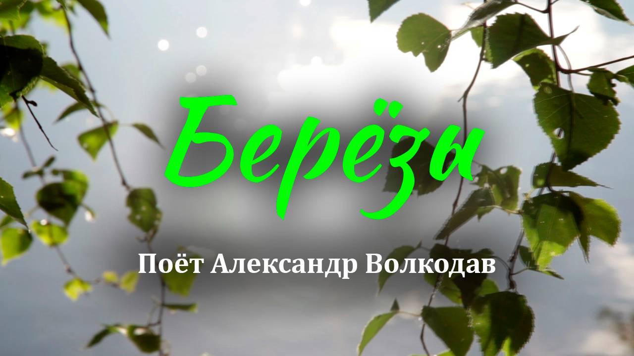 «Берёзы»🌳 Поёт Александр Волкодав #александрволкодав #volkodav #россия