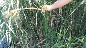 Камыш размножается