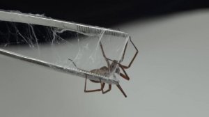 Curso Animais Peçonhentos - Phoneutria, Loxosceles, Latrodectus