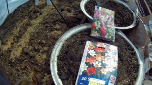 21 04 2020г выращивание иксии и спараксиса на севере дача под Архангельском