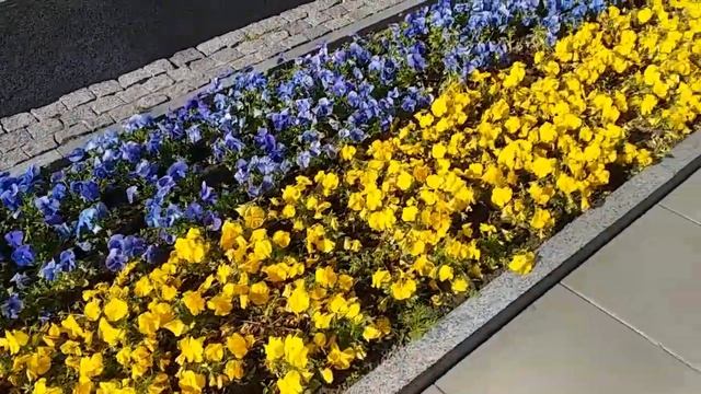 Зразок квітника 4 Круговая клумба Удачное сочетание двух цветов
