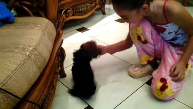 Йокшерский Теръер грызет игрушку смотреть онлайн