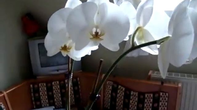 Орхидея.MPG смотреть онлайн