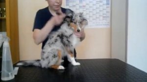 Расчесываем щенка шелти