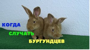 В каком возрасте и при какой массе случать бургундских кроликов