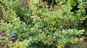 Барбарис тунберга Сильвер Бьюти ? обзор: как сажать, саженцы барбариса Сильвер Бьюти