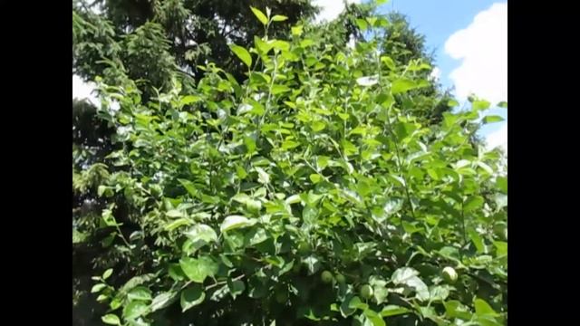 Яблоня 10лет. Летняя обрезка яблони.