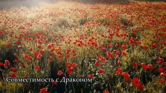 Совместимость знака Петух - лучшая и худшая пара