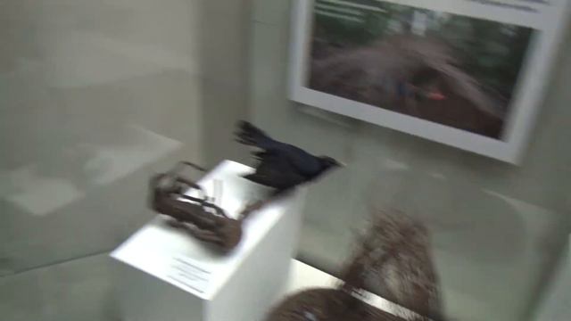 Москва. Дарвиновский музей. Все звери в одном месте! Часть 2 (2018.10.09) смотреть онлайн