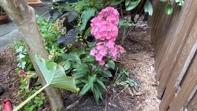 Planting My Favorite Perennial Phlox | The Reckless Garden смотреть онлайн