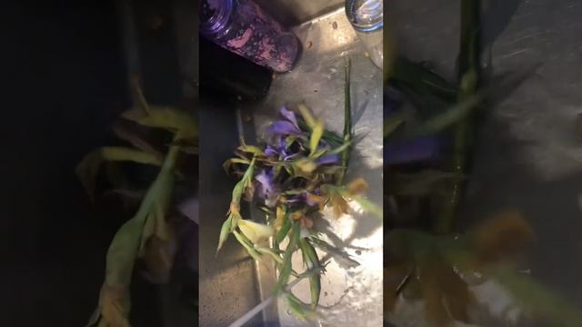 Bunch of flowers versus the insinkerator