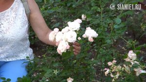 Роза Aspirin rose
