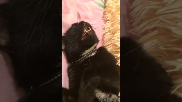 Какой длины язык у кошки??Сладких снов, кыса?