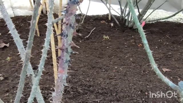 Заглянула к розам. 25 марта. Ленинградская область. смотреть онлайн