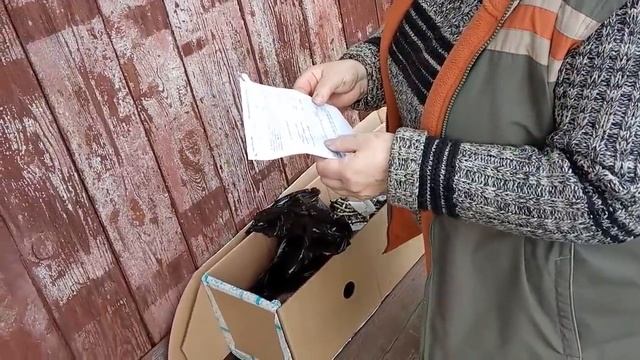 ПОСЫЛКА ОТ "САДЫ РОССИИ". РАСПАКОВКА ПОСЫЛКИ. смотреть онлайн