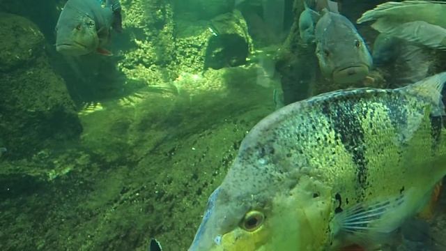 36 Cichla temensis ocellaris hydrolycus armatus Arowana Pygocentrus nattereri Aquarium Berlin 2017 смотреть онлайн