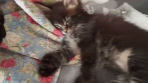 Котёнок мейн кун полидакт Гера, спит 😊