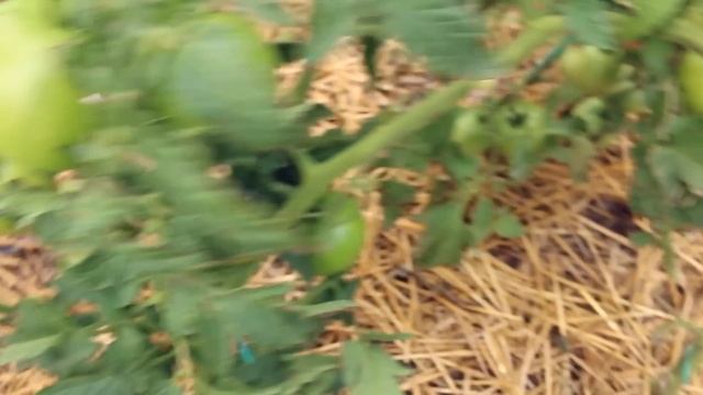 Томаты созреют и покраснеют быстро, если сделать это! Не зреют помидоры - чем полить и когда срыват смотреть онлайн