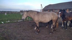 Породистого жеребца выпустили в табун к кобылам