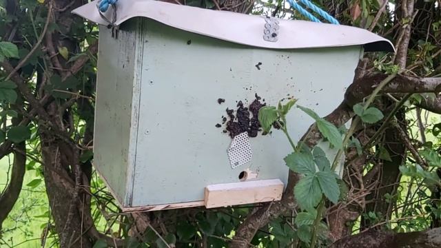 Не все то рой, что жужжит...! смотреть онлайн