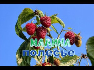 Малина Полесье Часть 2