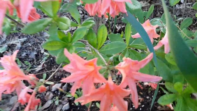 рододендрон ЯПОНСКИЙ ЛОСОСЕВЫЙ видео от 17.05.2023 смотреть онлайн