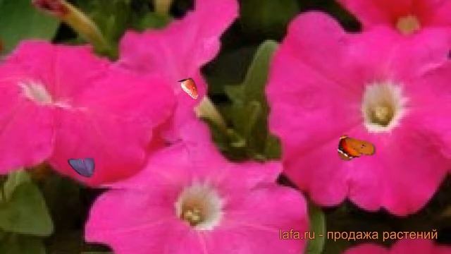 Петуния мультифлора Мамбо Джи Пи Пинк ? обзор: как сажать, семена петунии Мамбо Джи Пи Пинк смотреть онлайн