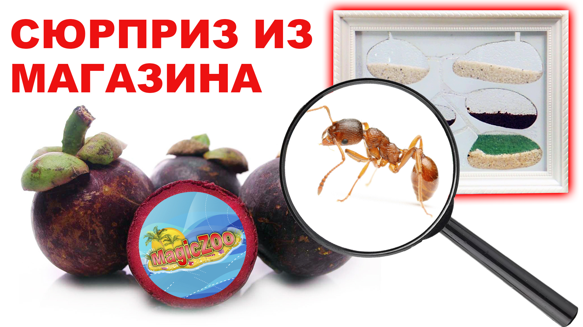 Муравьиная ферма своими руками. Формикарий для муравьев из фоторамки