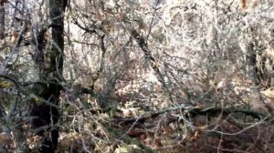 Тестирую МД - 6450 с Алиэкспресс.