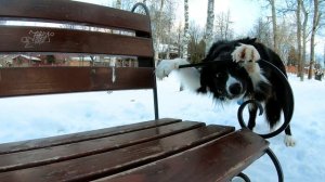 Зимняя прогулка с бордер-колли / Border collie winter walk