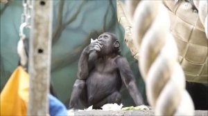 ГОРИЛЛЫ МОСКОВСКОГО ЗООПАРКА