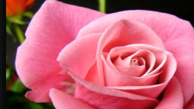 SUPER  ROSES смотреть онлайн