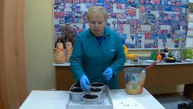 ? Посев семян кабачка на рассаду. Выращивание кабачка.