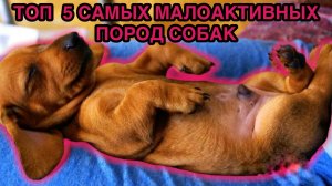 Топ 5 самых малоактивных пород собак.