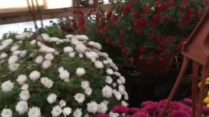 Обзор ампельных хризантем 2020г