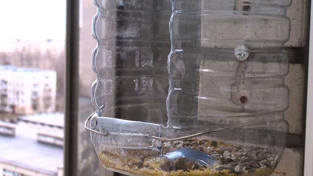 Снегирь и синица смотреть онлайн