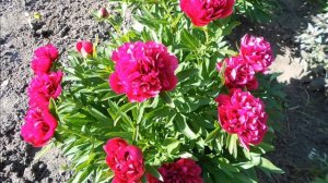 ДРЕВОВИДНЫЕ ПИОНЫ 2019 ГОДА