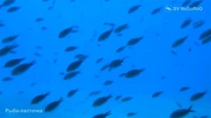 Рыбы-ласточки – это семейство мелких морских рыб из отряда окунеобразных