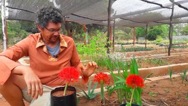 The Radiant Scadoxus Multiflorus: Uncovering Radiance of this Popular Bulb Plant