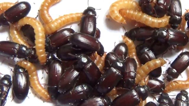 Внимание:  Жук-Знахарь Ulomoides dermestoides Coleoptera: Tenebrionidae
