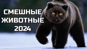 Смешные животные 2024 - попробуй не засмеяться! (№29) котики, собаки