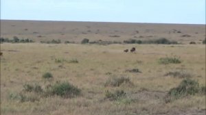 Гиена Напала На Буйвола! ВОТ ЧТО БЫЛО ДАЛЬШЕ...