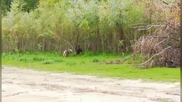 Охота на медведя в Ханты-Мансийске смотреть онлайн