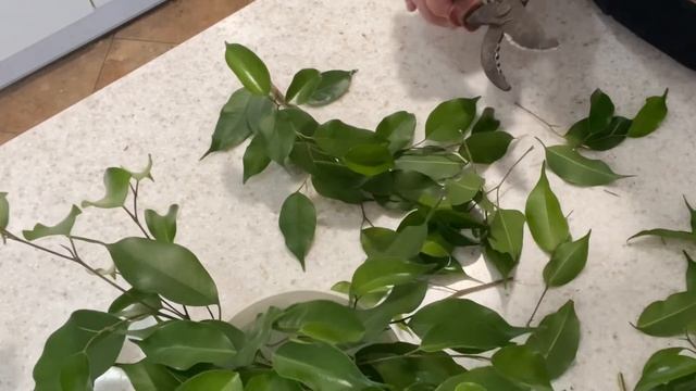 Укореняю черенки фикусов Бенджамина в воде.