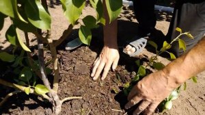 КАК #РАЗМНОЖИТЬ #ГРУШУ? #ДЕЛА #ДАЧНЫЕ . СИЛЬНЫЙ #ВЕТЕР..