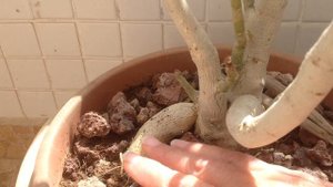 Уход за цветами   Адениум