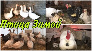 КАК СОДЕРЖАТЬ ПТИЦУ ЗИМОЙ / ЗИМНЕЕ СОДЕРЖАНИЕ ИНДОУТОК , ГУСЕЙ , КУР И ИНДЮКОВ